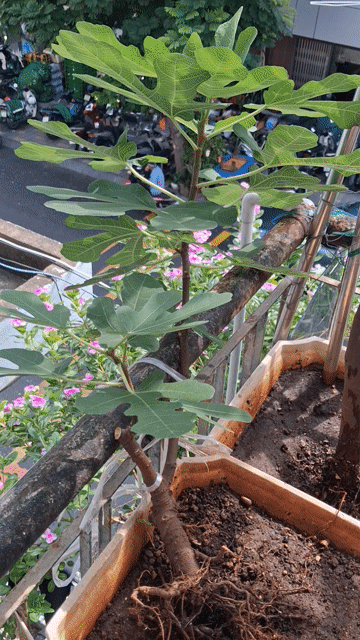 Cây cảnh Jinaopen màu Vàng. Mua bán Cây cảnh, đồ trang trí tại Quận 1 Tp Hồ Chí Minh được đăng bởi Toàn Thắng hình 1