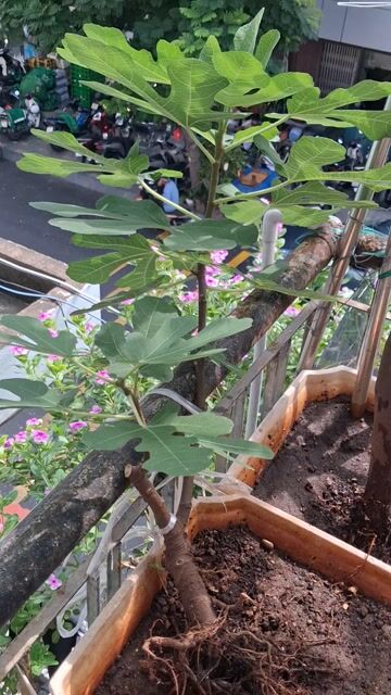 Cây cảnh Jinaopen màu Vàng. Mua bán Cây cảnh, đồ trang trí tại Quận 1 Tp Hồ Chí Minh được đăng bởi Toàn Thắng hình 1