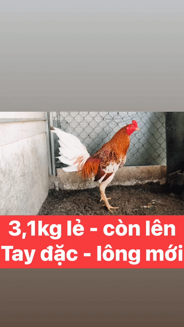 Mới vô chế độ -Anh em có chơi liên hệ mình!. Mua bán Gà tại Thành phố Rạch Giá Kiên Giang được đăng bởi Đức Bảo Trần hình 1