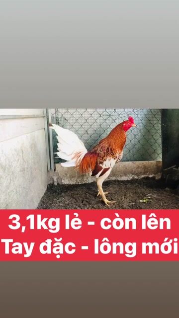 Mới vô chế độ -Anh em có chơi liên hệ mình!. Mua bán Gà tại Thành phố Rạch Giá Kiên Giang được đăng bởi Đức Bảo Trần hình 1