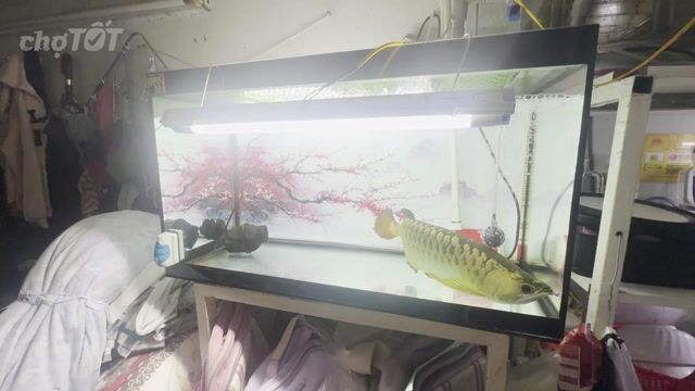 Bể cá kính 80x40x45cm. Mua bán Phụ kiện, Thức ăn, Dịch vụ tại Quận Tân Phú Tp Hồ Chí Minh được đăng bởi Thăng Quang hình 1