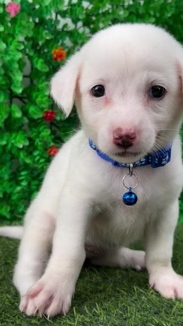 BÉ NHẬT LAI CÓ MÓNG ĐEO LANH LỢI. Mua bán Chó tại Huyện Hóc Môn Tp Hồ Chí Minh được đăng bởi Cún xinh nhà TaDa hình 1