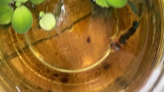 Cá betta đa màu. Mua bán Thú cưng khác tại Thành phố Thủ Đức Tp Hồ Chí Minh được đăng bởi minh hình 1