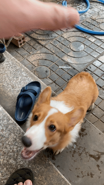 Chó Corgi 6 tháng đã tiêm 3 mũi. Mua bán Chó tại Thành phố Biên Hòa Đồng Nai được đăng bởi liem nguyen hình 1