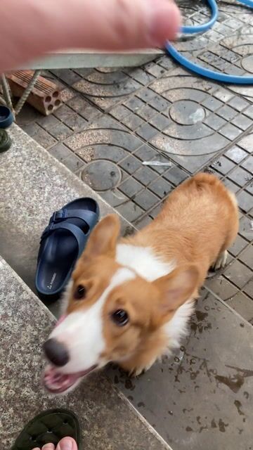 Chó Corgi 6 tháng đã tiêm 3 mũi. Mua bán Chó tại Thành phố Biên Hòa Đồng Nai được đăng bởi liem nguyen hình 1