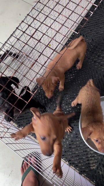 Chó Lạp xưởng lai chó cỏ. Mua bán Chó tại Quận 8 Tp Hồ Chí Minh được đăng bởi Trọng hình 1