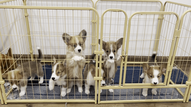 Đàn Corgi 6 bé siêu yêu. Mua bán Chó tại Quận Nam Từ Liêm Hà Nội được đăng bởi Khuê Khuất Cao hình 1