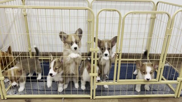 Đàn Corgi 6 bé siêu yêu. Mua bán Chó tại Quận Nam Từ Liêm Hà Nội được đăng bởi Khuê Khuất Cao hình 1