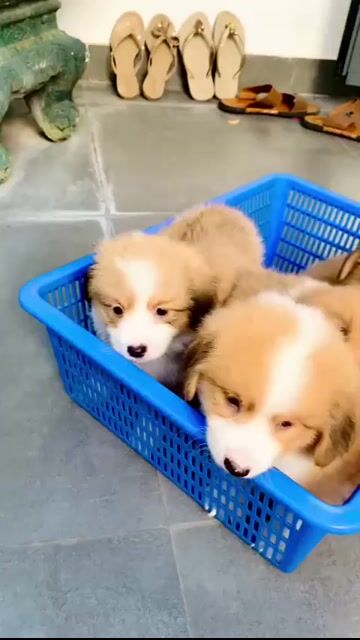 Chó Corgi - chó corgi thuần chủng 2-4x tùy màu sắc. Mua bán Chó tại Huyện Hóc Môn Tp Hồ Chí Minh được đăng bởi Anh Hoàng hình 2