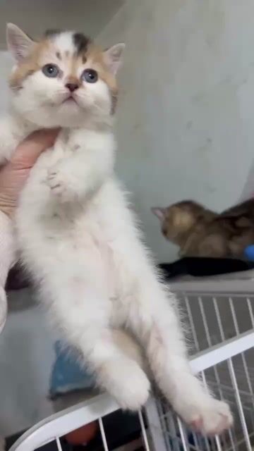 Mèo Van Golden đực. Mua bán Mèo tại Thành phố Vũng Tàu Bà Rịa - Vũng Tàu được đăng bởi Villa Sun hình 1