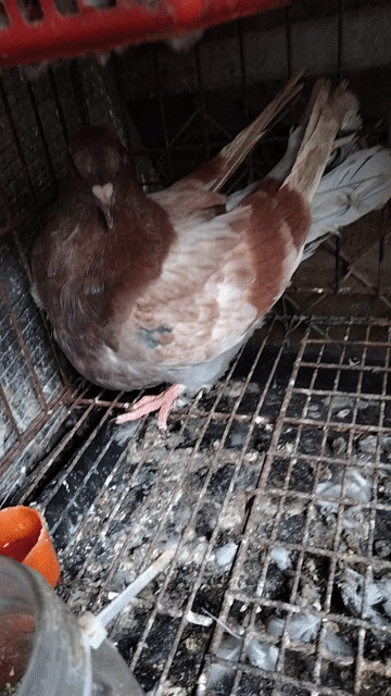 Bồ câu Mondain tơ Nâu trắng Khỏe mạnh. Mua bán Chim tại Huyện Củ Chi Tp Hồ Chí Minh được đăng bởi Lê trí nghĩa hình 1