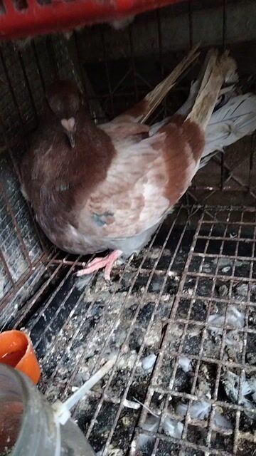 Bồ câu Mondain tơ Nâu trắng Khỏe mạnh. Mua bán Chim tại Huyện Củ Chi Tp Hồ Chí Minh được đăng bởi Lê trí nghĩa hình 1