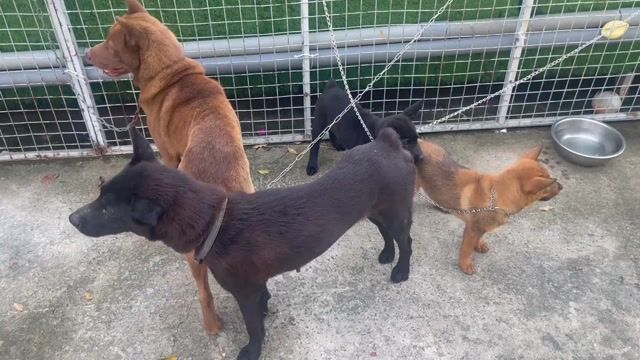 Chó Mông Cộc đực Nâu Đen. Mua bán Chó tại Quận Bình Tân Tp Hồ Chí Minh được đăng bởi minh son hình 1