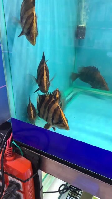 cá Hổ Sumatra size 15-16cm 4 sọc vàng đen. Mua bán Thú cưng khác tại Huyện Bình Chánh Tp Hồ Chí Minh được đăng bởi Tuấn Anh Shop Online Cao Quý  hình 1