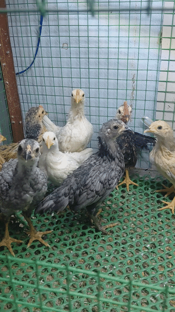 Gà con giống nhỏ 40 ngày tuổi đa sắc. Mua bán Gà tại Quận Tân Bình Tp Hồ Chí Minh được đăng bởi khánh hình 1