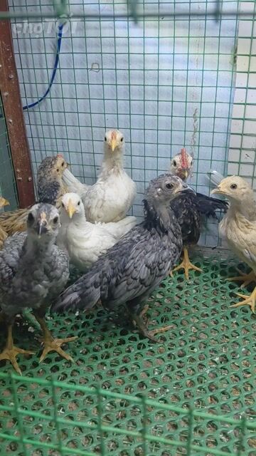 Gà con giống nhỏ 40 ngày tuổi đa sắc. Mua bán Gà tại Quận Tân Bình Tp Hồ Chí Minh được đăng bởi khánh hình 1