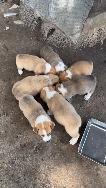 BÁN NHANH BẦY CORGI 1,5 THÁNG. Mua bán Chó tại Huyện Tư Nghĩa Quảng Ngãi được đăng bởi Nguyễn Thảo hình 1