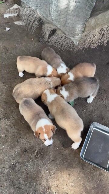 BÁN NHANH BẦY CORGI 1,5 THÁNG. Mua bán Chó tại Huyện Tư Nghĩa Quảng Ngãi được đăng bởi Nguyễn Thảo hình 1