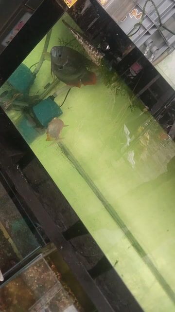 thanh lý ít cá . Mua bán Thú cưng khác tại Quận Gò Vấp Tp Hồ Chí Minh được đăng bởi zeros hình 1