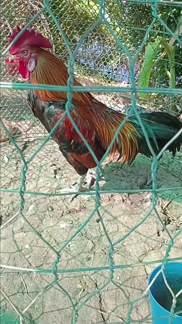 Gà chọi Điều Đực 2.8kg. Mua bán Gà tại Huyện Tịnh Biên An Giang được đăng bởi hòa phát hình 1