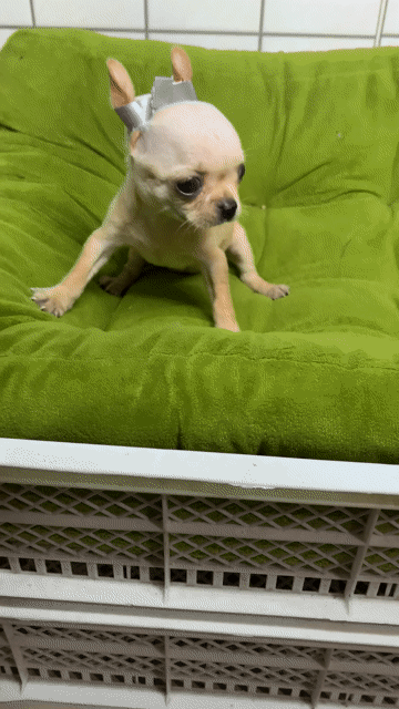 Chó Chihuahua Teacup Cái Nâu Vàng. Mua bán Chó tại Quận 8 Tp Hồ Chí Minh được đăng bởi Nguyễn Mạnh  hình 1