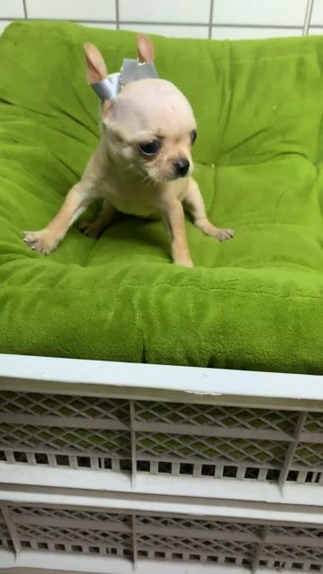 Chó Chihuahua Teacup Cái Nâu Vàng. Mua bán Chó tại Quận 8 Tp Hồ Chí Minh được đăng bởi Nguyễn Mạnh  hình 1