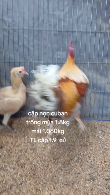 Gà Cuban cặp trống mái. Mua bán Gà tại Quận Bình Thạnh Tp Hồ Chí Minh được đăng bởi TRAI GÀ TRE LAI SÀI GÒN CHÚ HÙNG 50 T hình 1