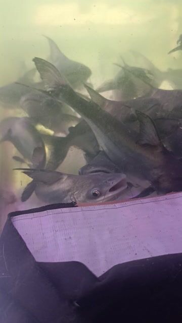 Cá Thành Cát Tư Hãn 20-23cm. Mua bán Thú cưng khác tại Quận Bình Tân Tp Hồ Chí Minh được đăng bởi NGUYỄN HỮU PHÁT  hình 1