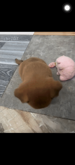 Chó Chihuahua lai chân lùn nâu đen đực cái 2 tháng. Mua bán Chó tại Huyện Nhà Bè Tp Hồ Chí Minh được đăng bởi Thanh hình 1