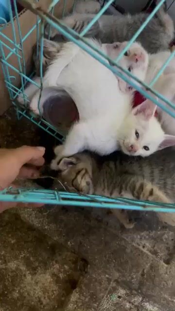 Mèo Anh lai Trắng. Mua bán Mèo tại Thành phố Thủ Đức Tp Hồ Chí Minh được đăng bởi Hiền hình 1