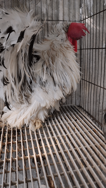 Gà kiểng đa sắc cả hai. Mua bán Gà tại Quận Bình Tân Tp Hồ Chí Minh được đăng bởi Võ Trường Tín hình 1