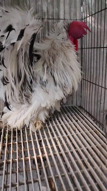 Gà kiểng đa sắc cả hai. Mua bán Gà tại Quận Bình Tân Tp Hồ Chí Minh được đăng bởi Võ Trường Tín hình 1