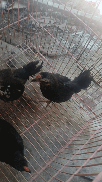 Gà con giống đen 2 tháng rưỡi. Mua bán Gà tại Quận Bình Thuỷ Cần Thơ được đăng bởi Trần Văn Tuấn hình 1