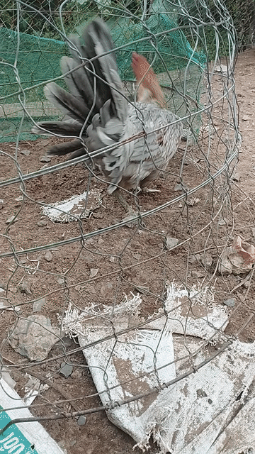 Gà mái lai hai dòng máu. Mua bán Gà tại Huyện Châu Thành Tiền Giang được đăng bởi Van Pho Pham hình 1