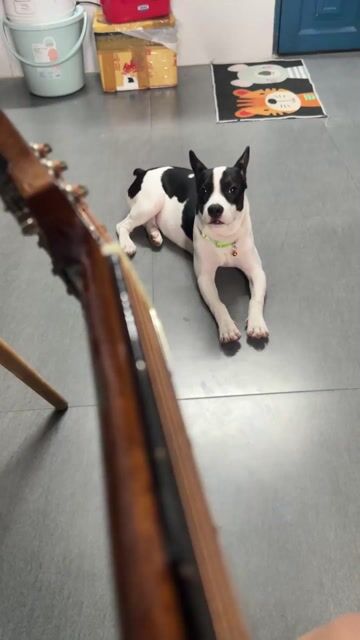 Chó Chihuahua lai Bull Pháp 6 tháng 1 mũi. Mua bán Chó tại Quận Tân Phú Tp Hồ Chí Minh được đăng bởi Huỳnh Phạm hình 1