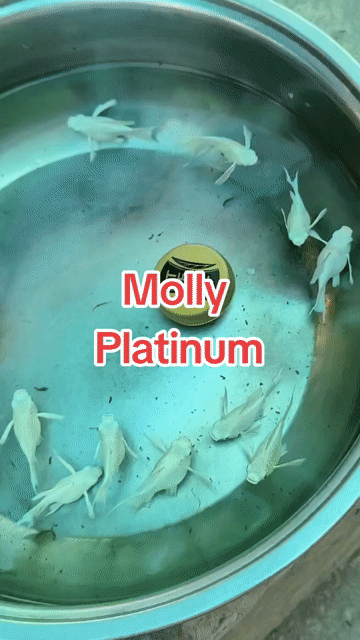 Cá Molly Platinum đuôi én Trắng. Mua bán Thú cưng khác tại Huyện Long Hồ Vĩnh Long được đăng bởi Phạm Thuỳ Giang hình 1
