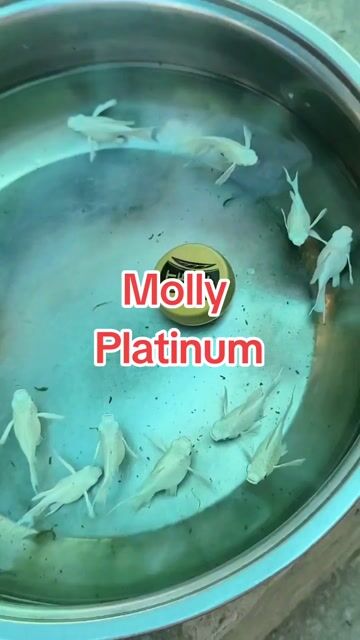 Cá Molly Platinum đuôi én Trắng. Mua bán Thú cưng khác tại Huyện Long Hồ Vĩnh Long được đăng bởi Phạm Thuỳ Giang hình 1