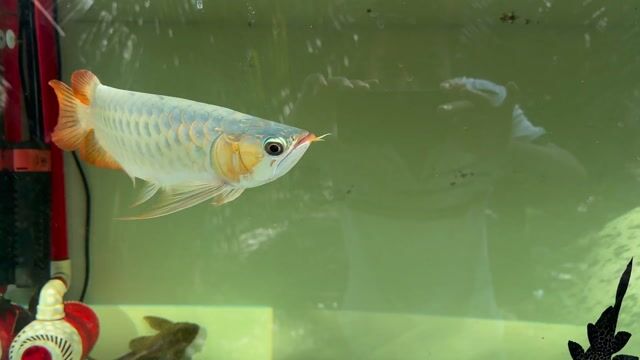 Cá Huyết Long 35 cm Đỏ Khỏe mạnh. Mua bán Thú cưng khác tại Huyện Châu Thành Tiền Giang được đăng bởi minh lâm hình 1