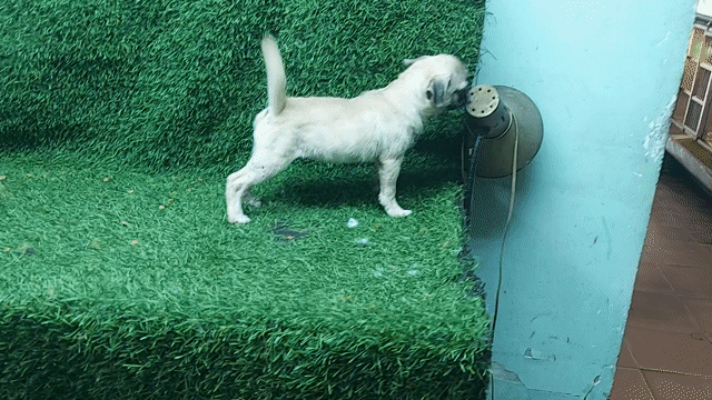 tìm chủ mới cho em pug cái 3 tháng tuổi. Mua bán Chó tại Quận Gò Vấp Tp Hồ Chí Minh được đăng bởi thanhthai632005 hình 1