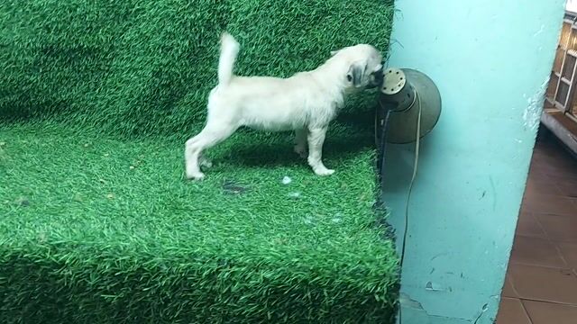 tìm chủ mới cho em pug cái 3 tháng tuổi. Mua bán Chó tại Quận Gò Vấp Tp Hồ Chí Minh được đăng bởi thanhthai632005 hình 1