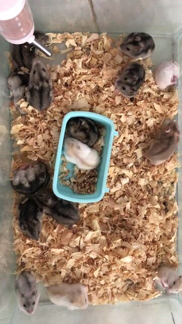 Hamster Winter White 1 tháng tuổi. Mua bán Thú cưng khác tại Quận Cái Răng Cần Thơ được đăng bởi Hammie Heamster hình 1