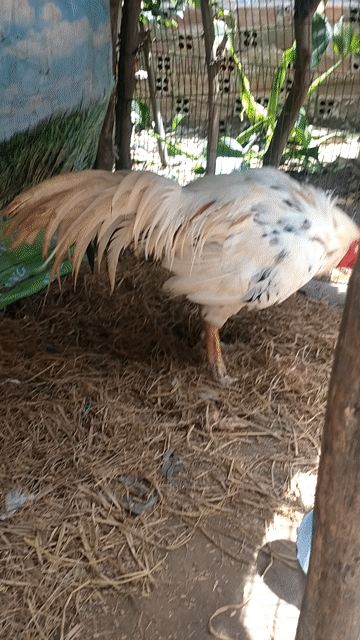 Tầm 3kg8 . Mua bán Gà tại Huyện Châu Thành An Giang được đăng bởi Lưu Vũ hình 1