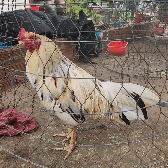 Gà bướm 3kg Lông mới Khỏe mạnh. Mua bán Gà tại Huyện Cao Lãnh Đồng Tháp được đăng bởi Đức Anh hình 1