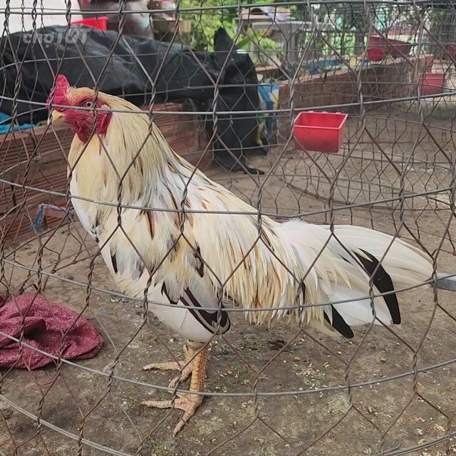 Gà bướm 3kg Lông mới Khỏe mạnh. Mua bán Gà tại Huyện Cao Lãnh Đồng Tháp được đăng bởi Đức Anh hình 1