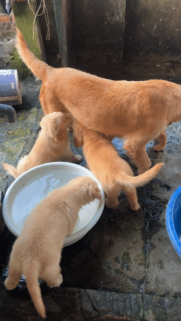 Chó Golden Retriever Vàng Đực Cái 2 tháng 2 mũi. Mua bán Chó tại Thị xã Phú Thọ Phú Thọ được đăng bởi huy hình 1