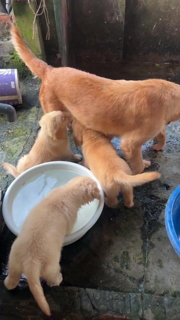 Chó Golden Retriever Vàng Đực Cái 2 tháng 2 mũi. Mua bán Chó tại Thị xã Phú Thọ Phú Thọ được đăng bởi huy hình 1