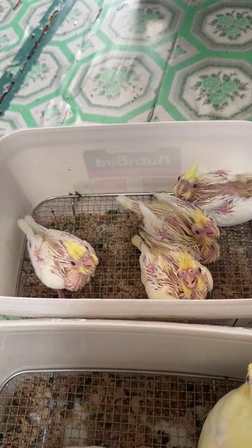 Chim Cockatiel Lutino Trắng vàng non. Mua bán Chim tại Thị xã Gò Công Tiền Giang được đăng bởi Huỳnh Phong hình 1