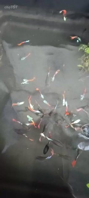 Cá cảnh Dumbo nhiều màu. Mua bán Thú cưng khác tại Quận Gò Vấp Tp Hồ Chí Minh được đăng bởi Đỗ Ngân hình 1