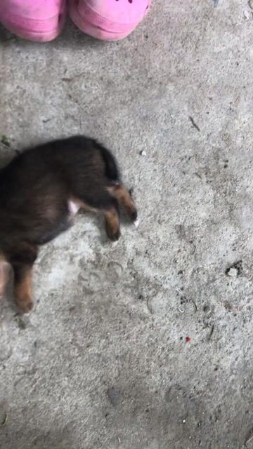 Chó con Nâu đen cả hai. Mua bán Chó tại Huyện Cần Giuộc Long An được đăng bởi Minh Tâm hình 1