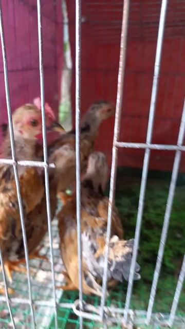 Gà tre Vàng 4 con. Mua bán Gà tại Huyện Bến Lức Long An được đăng bởi thole hình 1